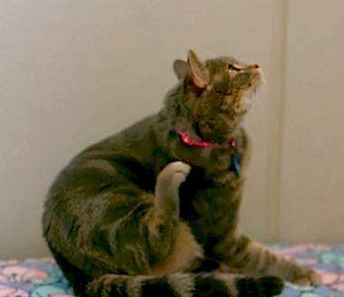 Демодекоз у домашних животных и лечение ветеринаром дерматологом