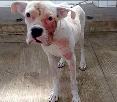 Демодекоз у домашних животных и лечение ветеринаром дерматологом