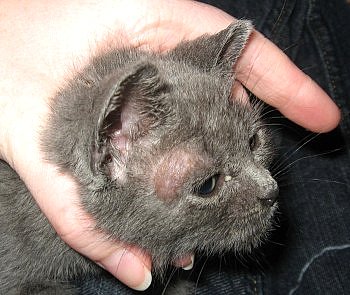 Мы диагностируем паразитарные болезни с помощью соскобов и других способов исследования