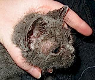 Лишай у домашних животных