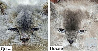 Кожа разных видов животных имеет свои особенности и может поражаться различными болезнями