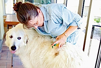 Именно заболевания кожи как негативно влияют на внешний вид животного, так и вызывают у него беспокойство