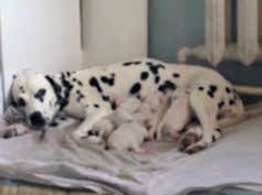 Акушерство и гинекология