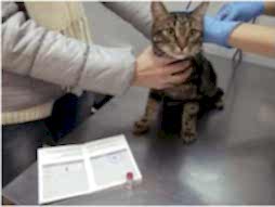 Прививка (вакцинация) кота