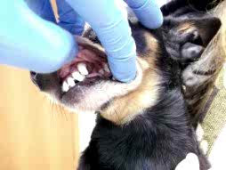 Зубы после ультразвуковой чистки