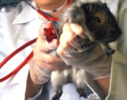 Ратолог - лечение грызунов в ветеринарной клинике 