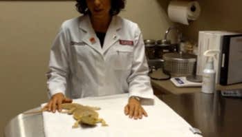 Лечение змей, игуан, ящериц требует использования особых схем, разработанных врачом-герпетологом