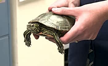 Домашние рептилии болеют так же часто, как теплокровные животные или птицы