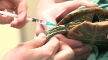 Рептилии подвержены кишечным и респираторным инфекционным заболеваниям