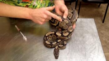 Понять, что вам нужен ветеринарный врач герпетолог (специалист, работающий с рептилиями) можно, внимательно понаблюдав за поведением своего питомца