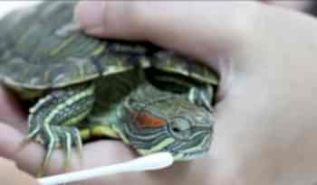 Кроме того, ветеринарная помощь на дому необходима рептилии в случае развития респираторного вирусного заболевания или инфекционного конъюнктивита