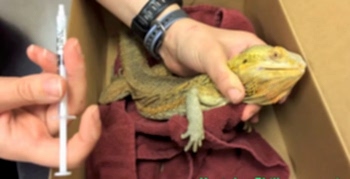 Профессиональные ветеринарные услуги могут понадобиться владельцу рептилии в случае поражения питомца внутренними или внешними паразитами