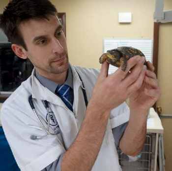 Разобраться с симптомами, назначить лечение и дать рекомендации по уходу в этих и других случаях сможет профессиональный врач герпетолог