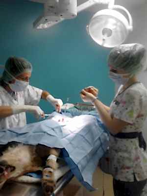 Огромный опыт вет-хирургов позволяет нашим специалистам выполнять сложные операции