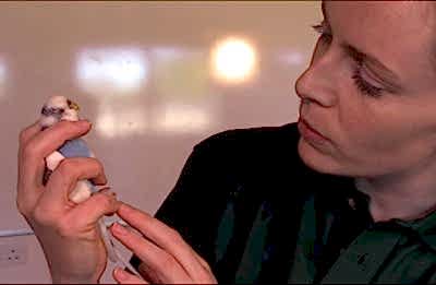 Болезни волнистых попугаев и их лечение ветеринаром орнитологом