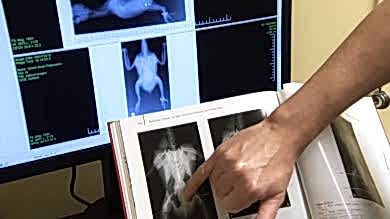 Болезни попугаев и как их лечит ветеринар орнитолог