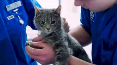 Кастрация кобеля и кота крипторха