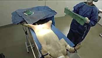 Кастрация кобеля и кота крипторха