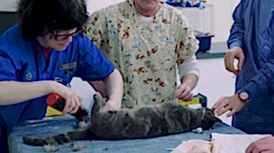 Крипторхизм у собак и котов