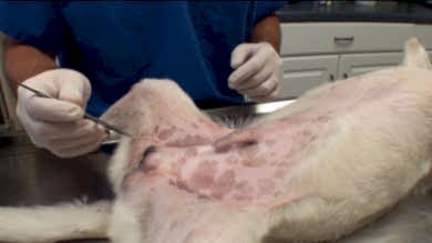 Кастрация кобеля и кота крипторха