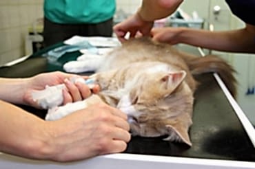  Клиника НЕОТЛОЖКА готова оказать помощь вашему питомцу круглосуточно