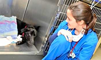 Уход после кастрации кобеля осуществляется при помощи обыкновенных медикаментов, продающихся в каждой аптеке