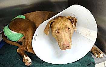 В любом возрасте поведение собаки после кастрации изменится в лучшую сторону