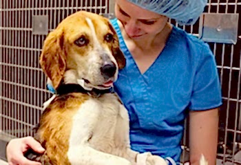 При кастрации кобеля, Вы страхуете свою собаку от опасных заболеваний и состояний