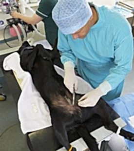 Несколько часов после проведения операции собака будет отходить от наркоза, Вам нужно наблюдать за ней все это время