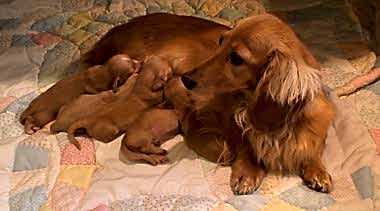 Тетания у собак после родов (это состояние еще называют эклампсией, молочной лихорадкой) - это резкое внезапное падение уровня Ca в крови животного, развивающееся непосредственно до родов (за несколько часов), в процессе и сразу же после его окончания, либо - в конце лактации.