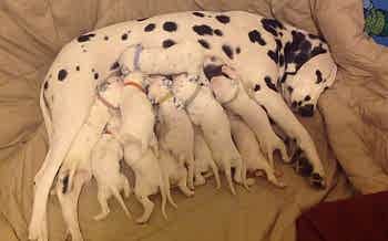 Симптомы послеродовой эклампсии у собак редко наблюдаются и могут быть спрогнозированы в процессе течения беременности.