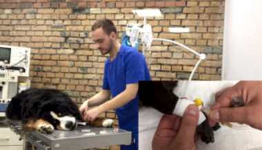 Эклампсия (тетания) у собаки после родов