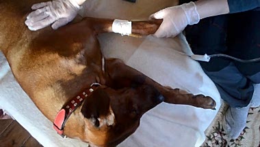 Опасность эклампсии усугубляется внезапностью его появления и быстрым нарастанием симптомов, угрожающих жизни.