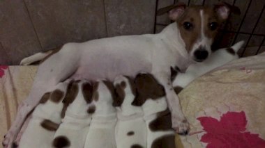 Эклампсия (тетания) у собаки после родов