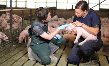 Паразитарные заболевания свиней вызываются паразитами, внешними или внутренними. Проявляются в форме ЖКТ недугов или поражений кожи, дерматитов