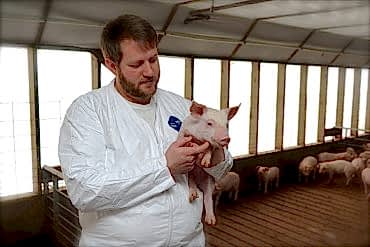 Диагностировать и излечить болезни Ваших свиней позволит качественная ветеринарная помощь