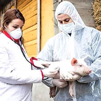 Самые распространённые инфекционные заболевания свиней: чума, грипп, экзантема везикулярная, пастеррелез, бешенство