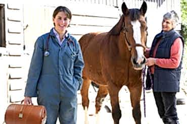 Наиболее распространенные кожные болезни у лошадей