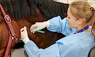 Болезни органов пищеварения у лошадей