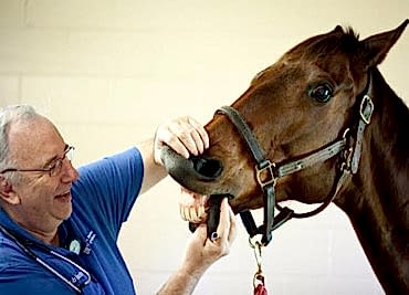 Инфекционные заболевания лошадей