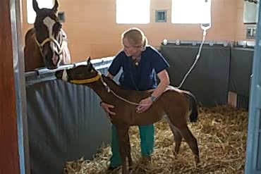 Симптомы заболевшей лошади
