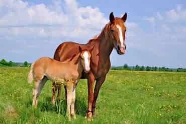Болезни суставов и копыт у лошадей