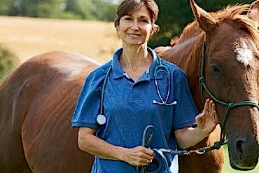 Заболевания лошадей и способы их лечения