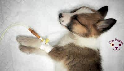 Вирусная чума плотоядных у щенков. Чумка собак