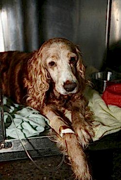 Вирусная чума плотоядных у щенков. Чумка собак