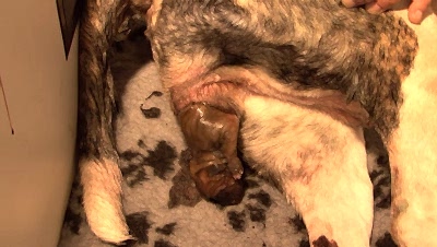 Принятие родов у собаки