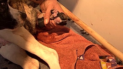 Ветеринарный акушер помогает собаке родить щенка