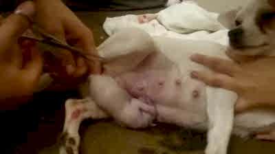Ветеринарный врач помогает собаке родить щенков