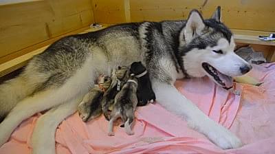 Вспоможение родов у собак