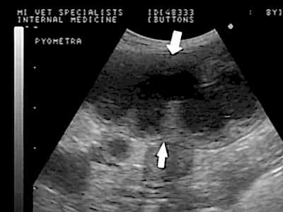 Пиометра матки у собак